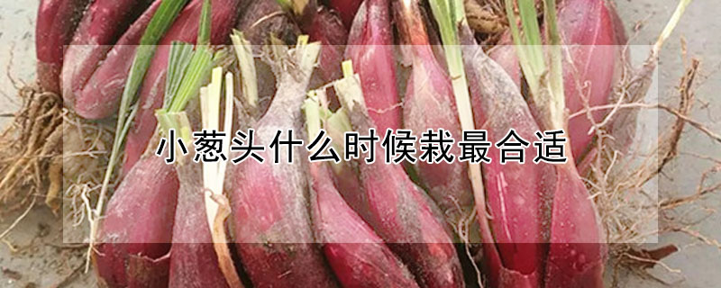 小蔥頭什么時(shí)候栽最合適