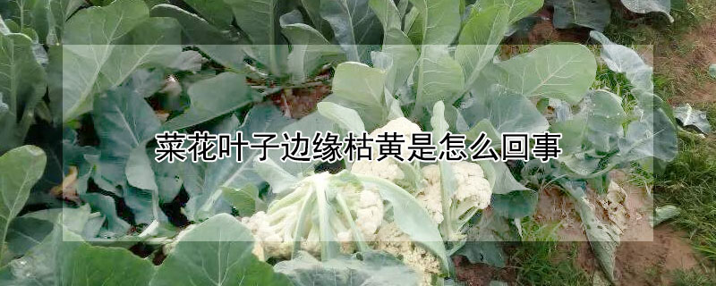 菜花葉子邊緣枯黃是怎么回事