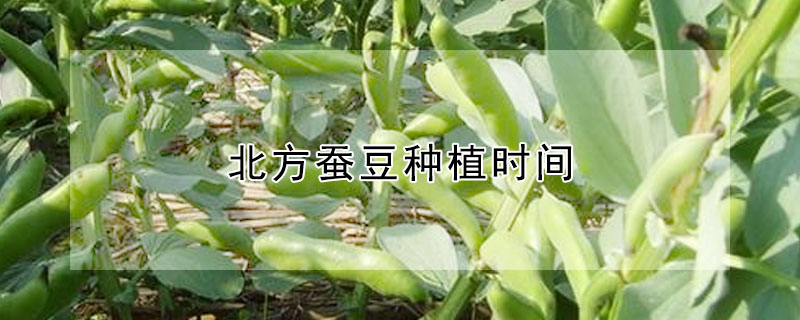 北方蠶豆種植時間