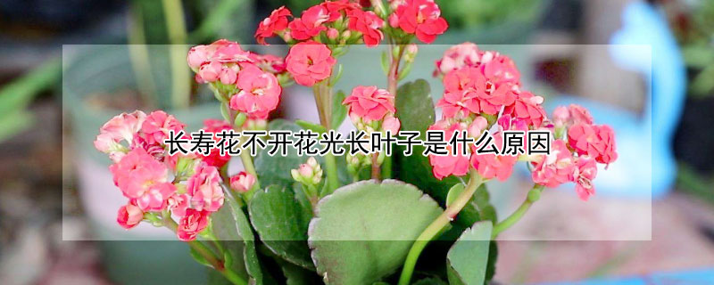 長壽花不開花光長葉子是什么原因