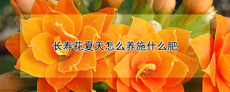 長壽花夏天怎么養施什么肥