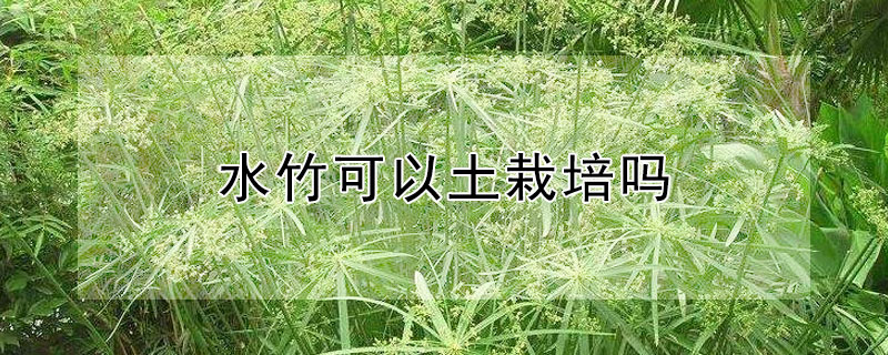 水竹可以土栽培嗎