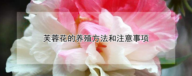 芙蓉花的養(yǎng)殖方法和注意事項(xiàng)