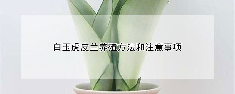 白玉虎皮蘭養(yǎng)殖方法和注意事項