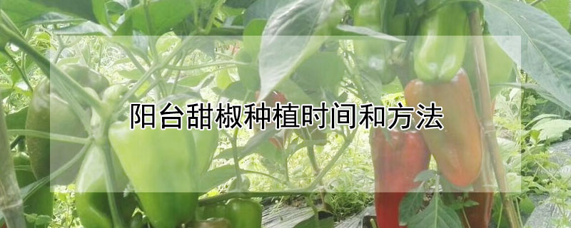 陽臺(tái)甜椒種植時(shí)間和方法