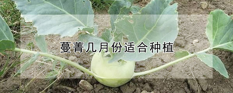 蔓菁幾月份適合種植