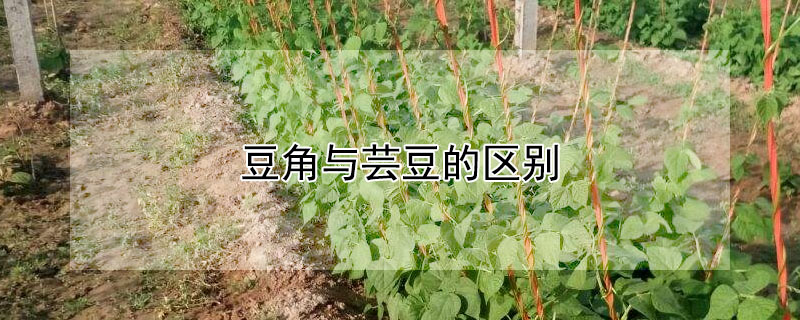 豆角與蕓豆的區(qū)別