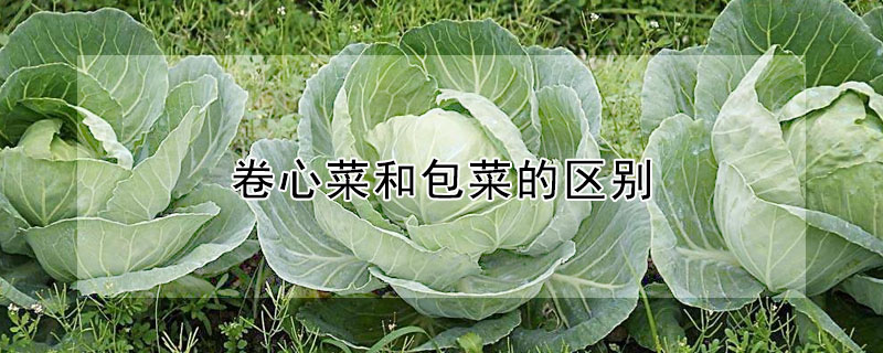 卷心菜和包菜的區(qū)別