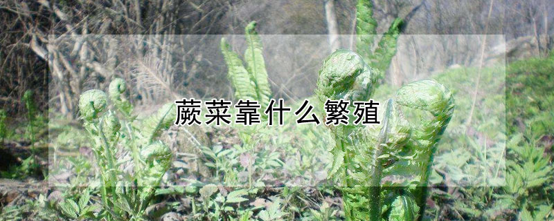 蕨菜靠什么繁殖