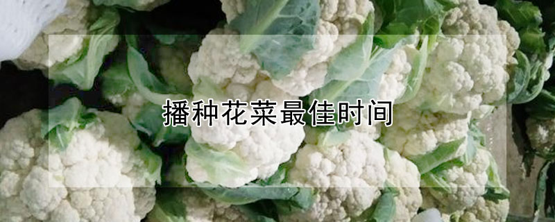 播種花菜最佳時(shí)間