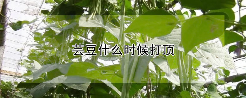 蕓豆什么時候打頂