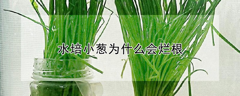 水培小蔥為什么會(huì)爛根