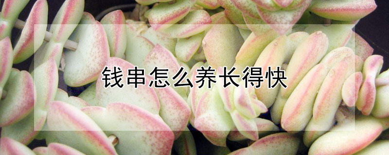 錢串怎么養長得快