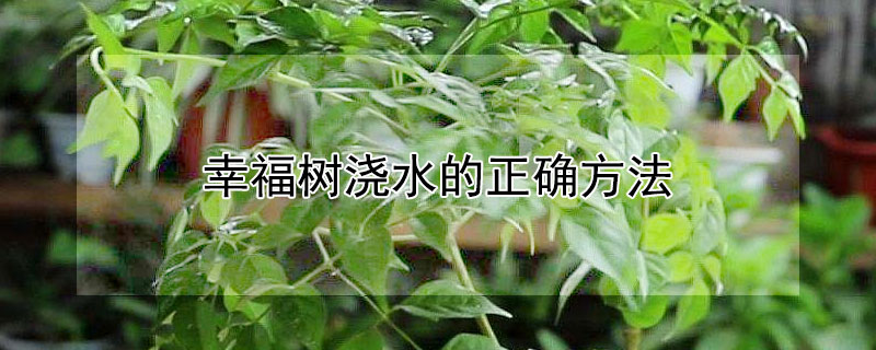 幸福樹澆水的正確方法