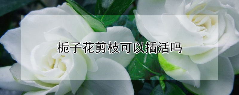 梔子花剪枝可以插活嗎