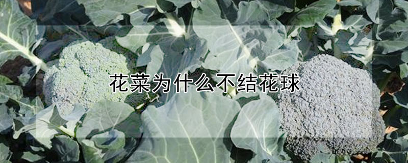 花菜為什么不結花球