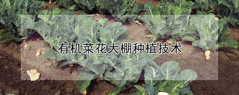 有機(jī)菜花大棚種植技術(shù)