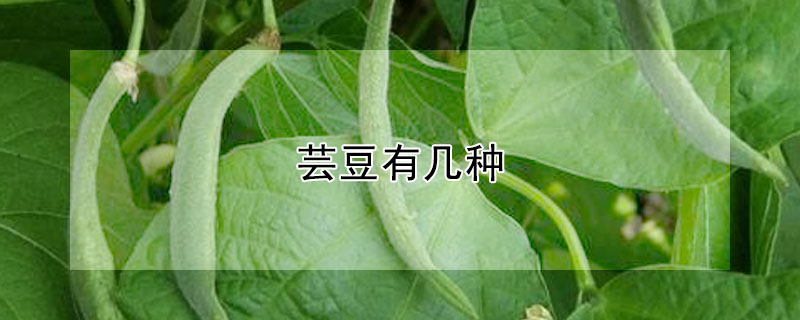 蕓豆有幾種