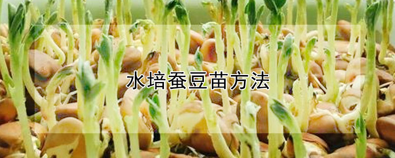 水培蠶豆苗方法