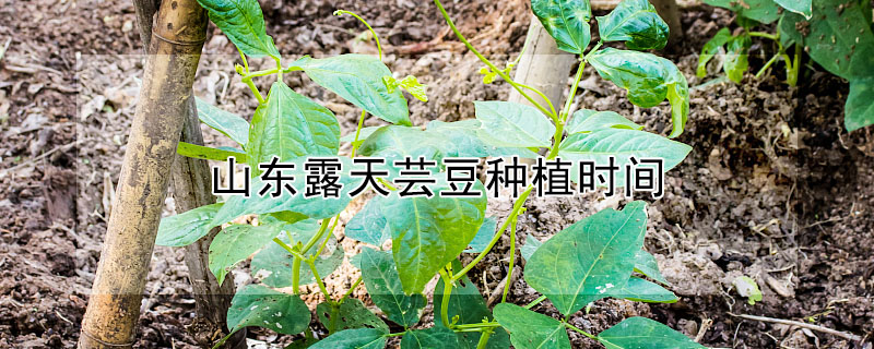 山東露天蕓豆種植時間