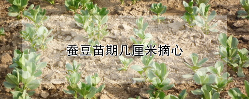 蠶豆苗期幾厘米摘心