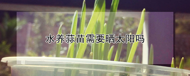 水養(yǎng)蒜苗需要曬太陽(yáng)嗎