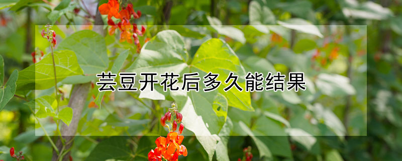 蕓豆開花后多久能結(jié)果