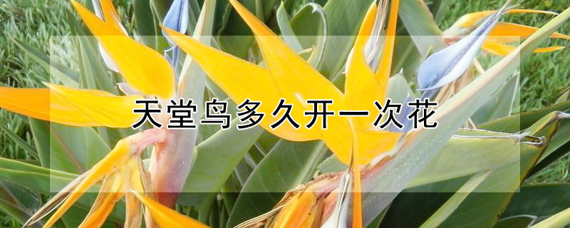 天堂鳥多久開一次花