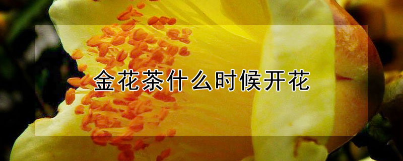 金花茶什么時候開花