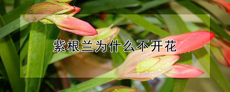 紫根蘭為什么不開花