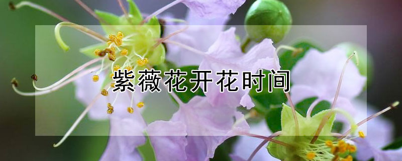 紫薇花開花時間