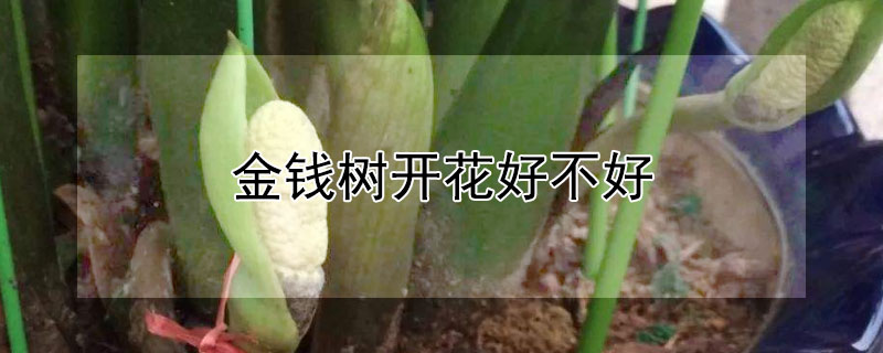 金錢樹開花好不好