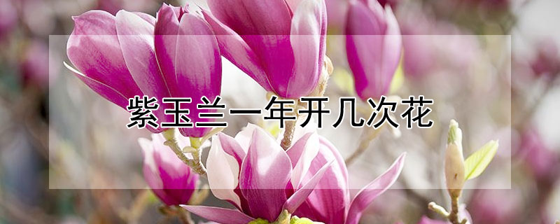 紫玉蘭一年開幾次花