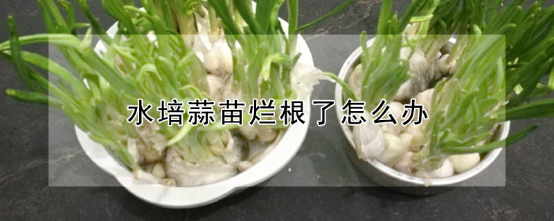 水培蒜苗爛根了怎么辦