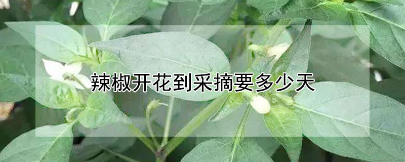 辣椒開花到采摘要多少天