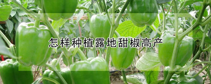 怎樣種植露地甜椒高產(chǎn)