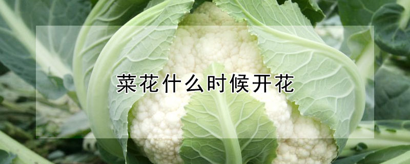 菜花什么時(shí)候開(kāi)花