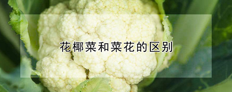 花椰菜和菜花的區(qū)別