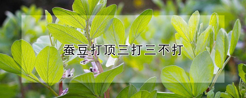 蠶豆打頂三打三不打