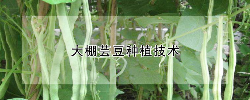 大棚蕓豆種植技術