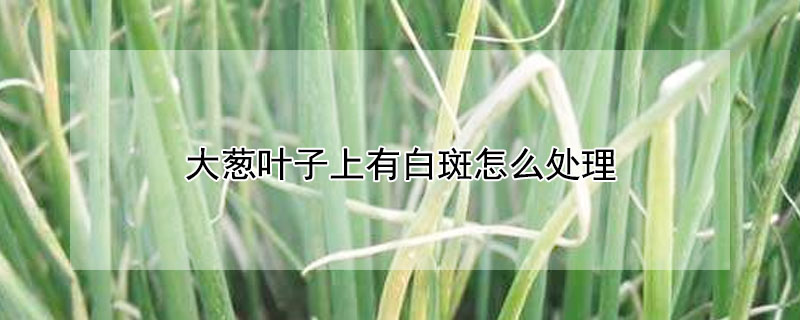 大蔥葉子上有白斑怎么處理