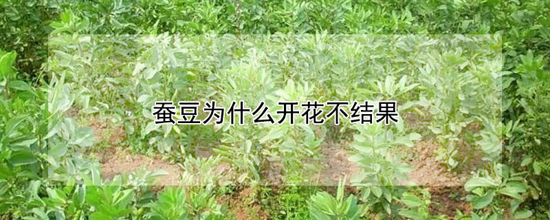 蠶豆為什么開花不結果