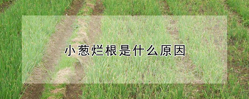 小蔥爛根是什么原因