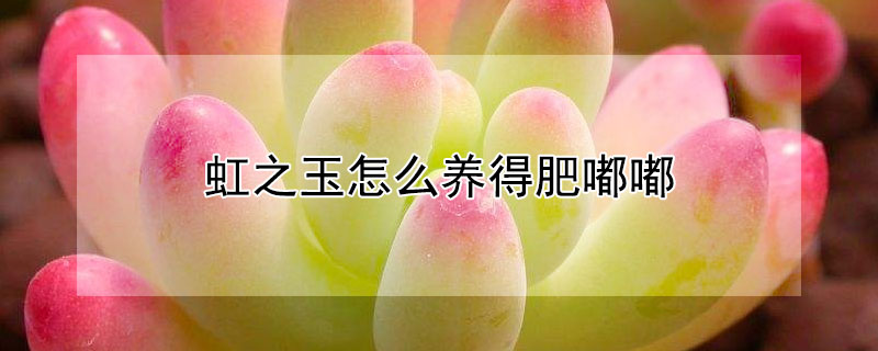 虹之玉怎么養(yǎng)得肥嘟嘟