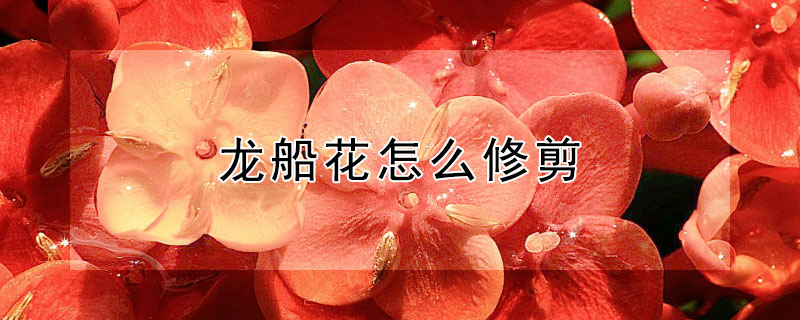 龍船花怎么修剪