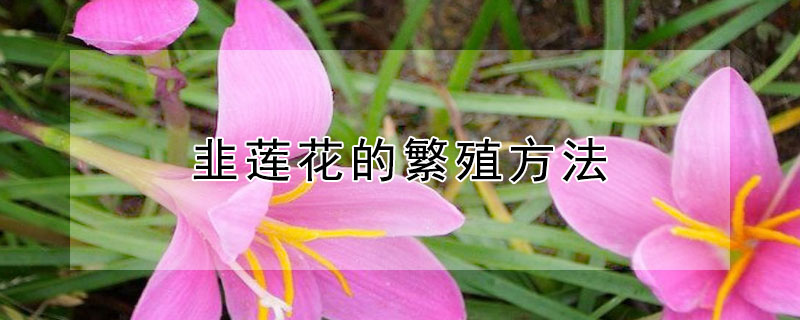 韭蓮花的繁殖方法