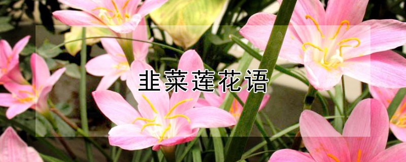 韭菜蓮花語