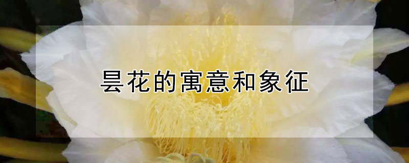 曇花的寓意和象征