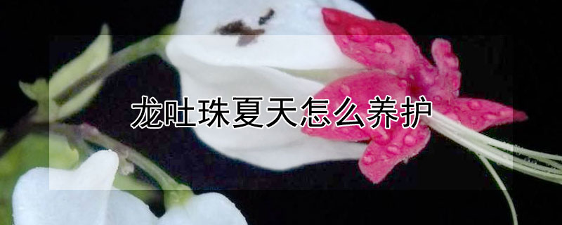 龍吐珠夏天怎么養(yǎng)護(hù)