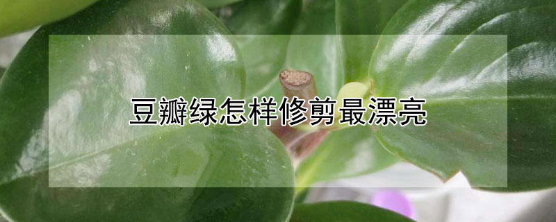 豆瓣綠怎樣修剪最漂亮